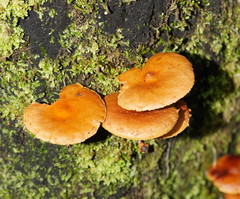 Pholiota squarrosipes