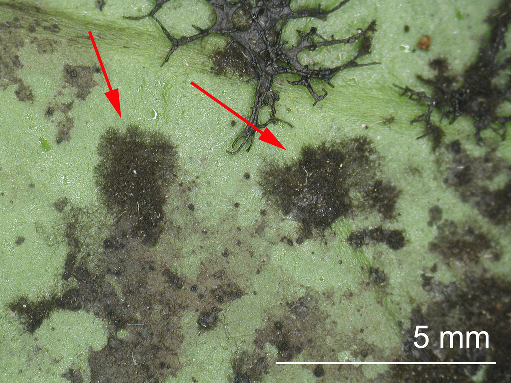 Metacapnodiaceae