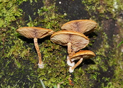 Pholiota squarrosipes