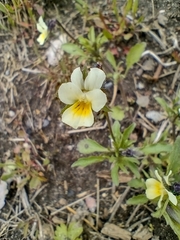 Viola arvensis
