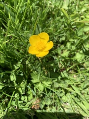 Ranunculus