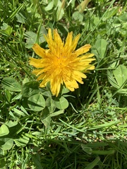 Taraxacum officinale