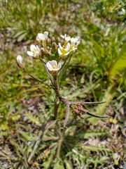 Capsella bursa-pastoris