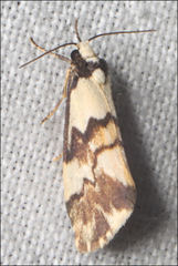 Philenora irregularis