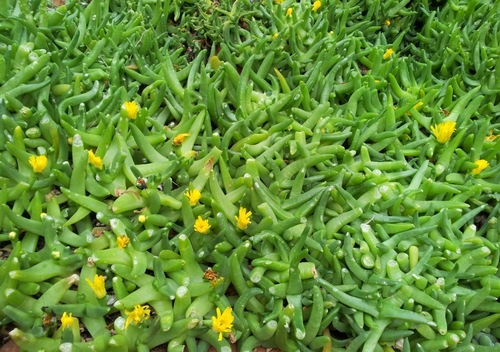 Tormented Tonguefig (Glottiphyllum cruciatum)