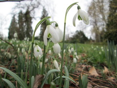 Galanthus nivalis
