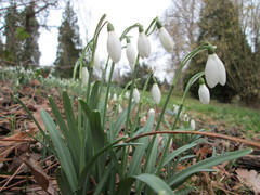 Galanthus nivalis