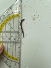 Lumbriculus variegatus