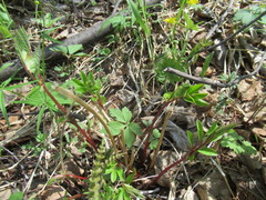 Vicia venosa baicalensis