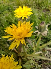 Taraxacum