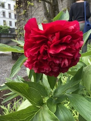 Paeonia