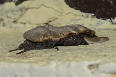 Formofentonia orbifer