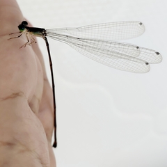Pericnemis stictica