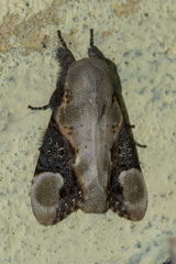 Formofentonia orbifer