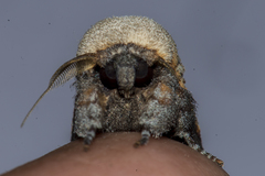 Formofentonia orbifer