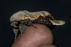 Formofentonia orbifer