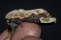 Formofentonia orbifer