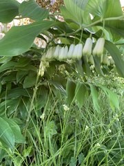 Polygonatum multiflorum