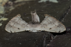 Bombycinae