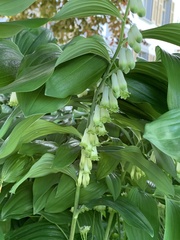 Polygonatum multiflorum