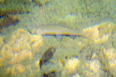 Pseudorasbora parva