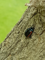 Chrysolina gypsophilae