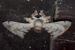 Bombycinae
