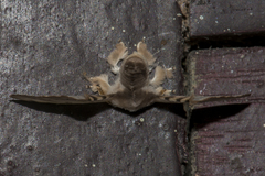 Bombycinae