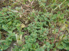 Indigofera cordifolia