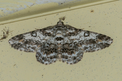 Cleora determinata