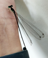 Pericnemis stictica
