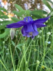 Aquilegia alpina