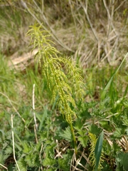 Equisetum sylvaticum