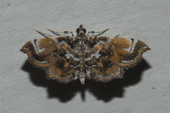 Musotima suffusalis