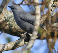 Coracina caesia caesia