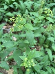 Thaspium trifoliatum aureum