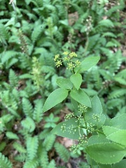 Thaspium trifoliatum aureum