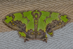 Agathia hemithearia