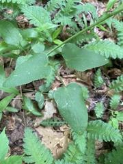 Thaspium trifoliatum aureum
