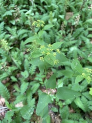 Thaspium trifoliatum aureum