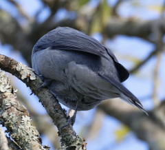 Coracina caesia caesia