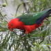 Australian King-Parrot - Photo (c) Carole Riley, some rights reserved (CC BY-NC), uploaded by Carole Riley