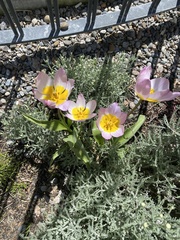 Tulipa saxatilis