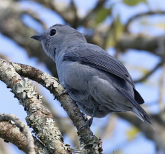 Coracina caesia caesia