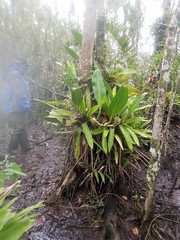 Philodendron crassinervium