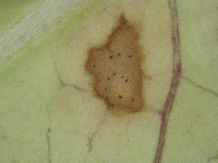 Pseudophaeophleospora atkinsonii