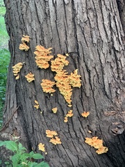 Laetiporus sulphureus