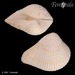 Squamose Venus Or False Cockle - Photo (c) Femorale, some rights reserved (CC BY-NC)