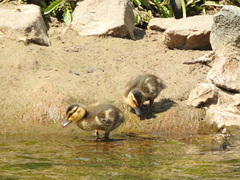Anas platyrhynchos