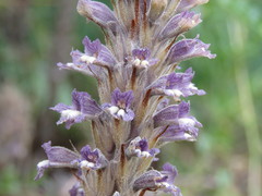 Phelipanche schultzii